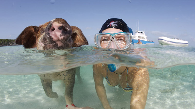 Baño con cerdos, paradoja en Bahamas