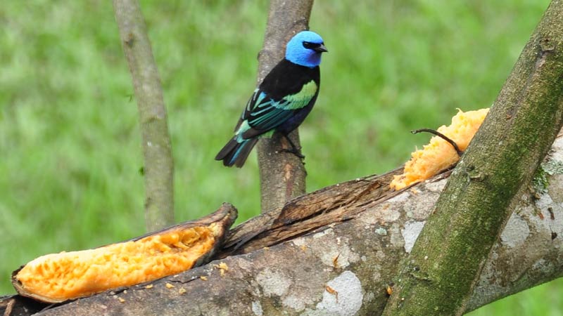 Colombia lidera competencia internacional de avistamiento de aves