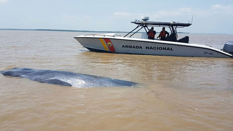 Rescatan ballena de 15 metros en costa colombiana de Cartagena
