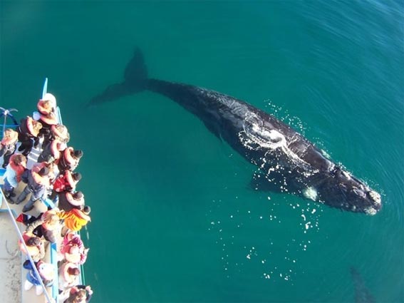 Temporada de avistamiento de ballenas en Argentina