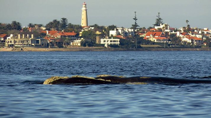 Comienza la temporada de avistamiento de ballenas en Uruguay