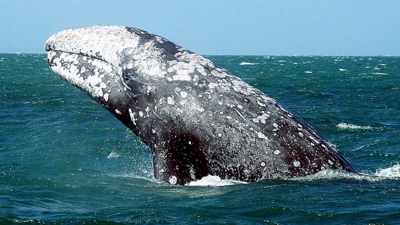 Ballenas grises visitan costas mexicanas