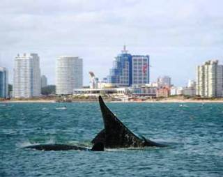 Uruguay presentó circuito para el avistamiento de la ballena franca austral cerca de sus costas