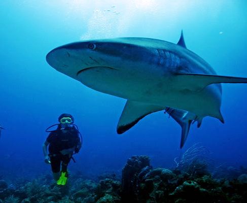 Honduras: Crearán en costas de esta nación un santuario para la protección del tiburón blanco