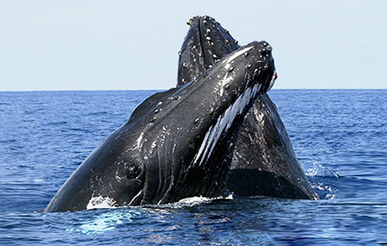 Las ballenas turistas de Samaná