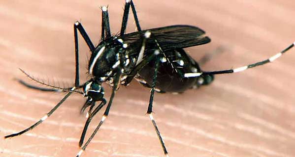 Costa Rica reconoce tener seis casos de chikungunya