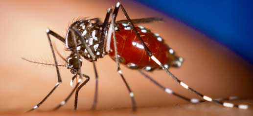 Islas Caimán y Barbados reportan casos de chikungunya
