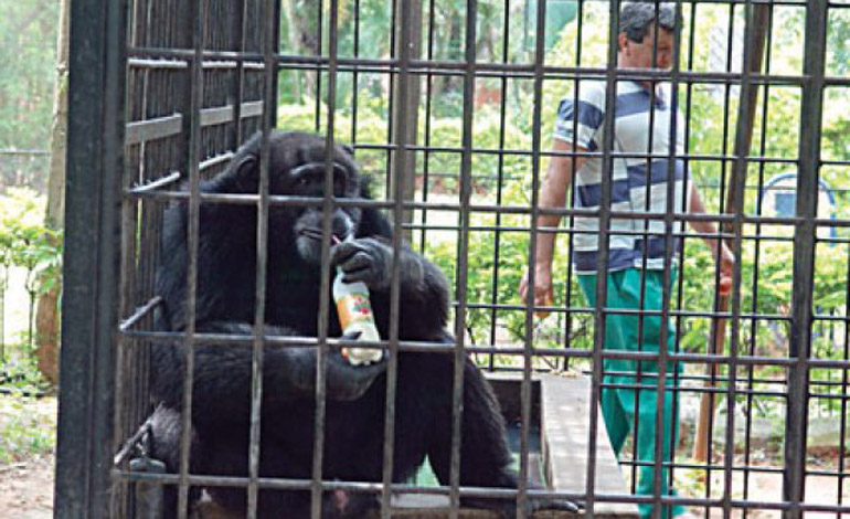  Zoológico de Guatemala recibe a seis chimpancés procedentes de Suecia