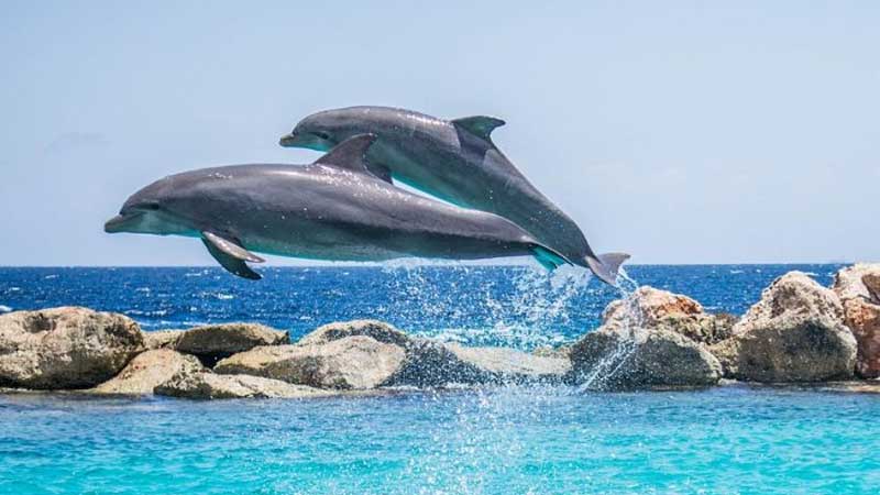 Delfines  panameños en peligro de extinción por turismo