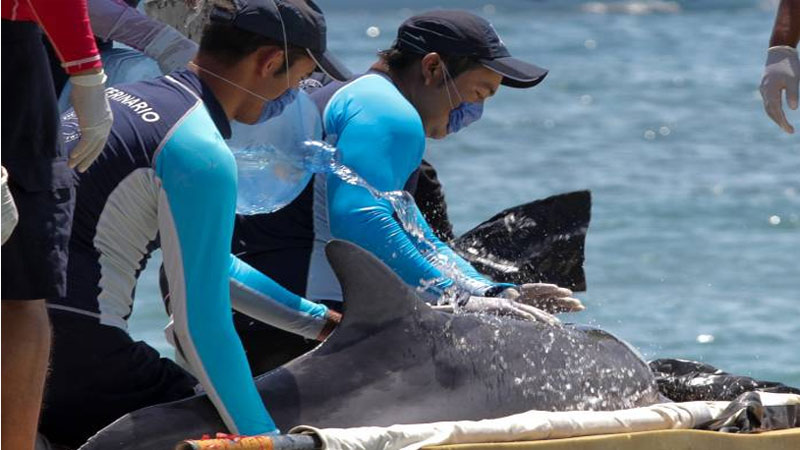 Rescatan a una veintena de delfines varados en Cancún, México