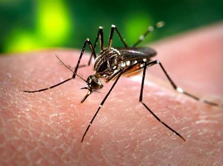 Enfermedades transmisibles por insectos son una amenaza para el Caribe y las Américas, advierte la OPS