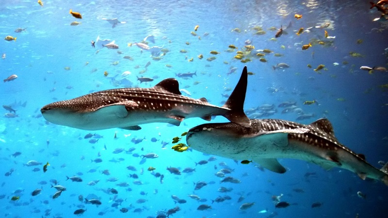 Quintana Roo celebra llegada de tiburones ballena
