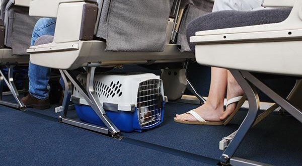 Programa de IATA garantizará el bienestar de los animales que viajan por aire