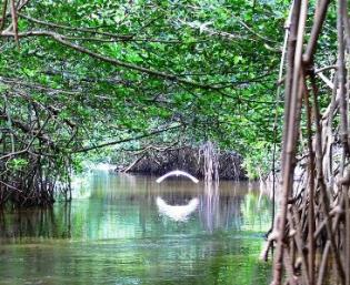 Alertan científicos sobre importancia de preservar manglares para la sustentabilidad de zonas tropicales