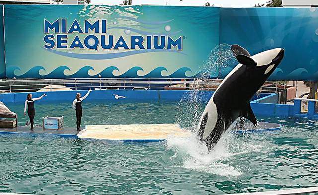 Acusan al Miami Seaquarium de ocultar sufrimiento de orca Lolita