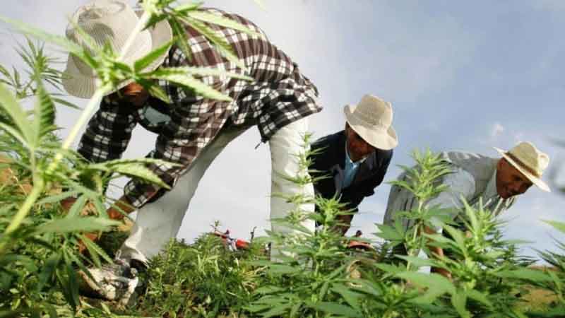 Marruecos tiene una ruta turística de cannabis