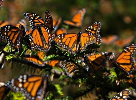 México fomentará turismo ecológico para salvar a la mariposa monarca