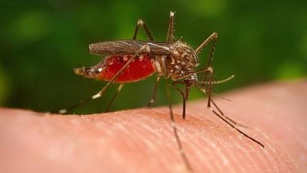 Confirman primer caso de infectado por virus de chikungunya en España