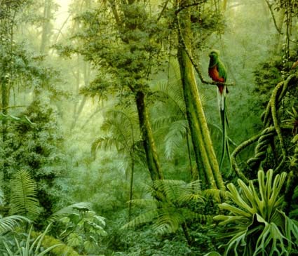 Panamá: La selva panameña, destino auténtico e inexplorado