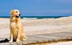 Ve a la playa con tu perro