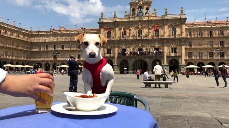 Pipper: el primer perro turista que promocionará a España