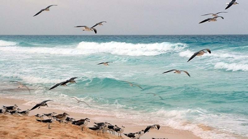 Certifican Playas y marinas mexicanas como Blue Flag