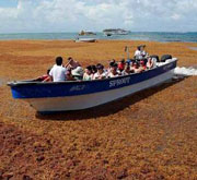 Invasión de algas llega a la playa de San Andrés, en Colombia