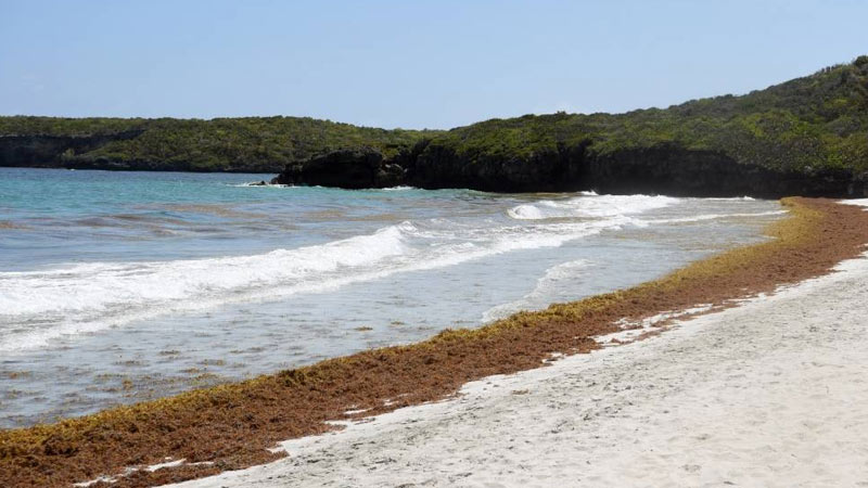 Alertan al Caribe sobre invasión masiva de algas a sus playas