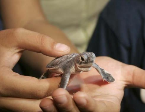 Iberostar apoya conservación de la tortuga marina en Quintana Roo