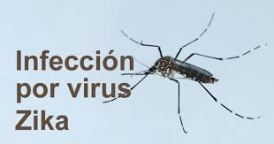 OMS declara el virus del zika como emergencia global