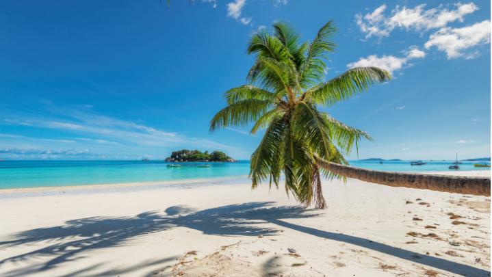 playa de Jamaica, palmera sobre el mar