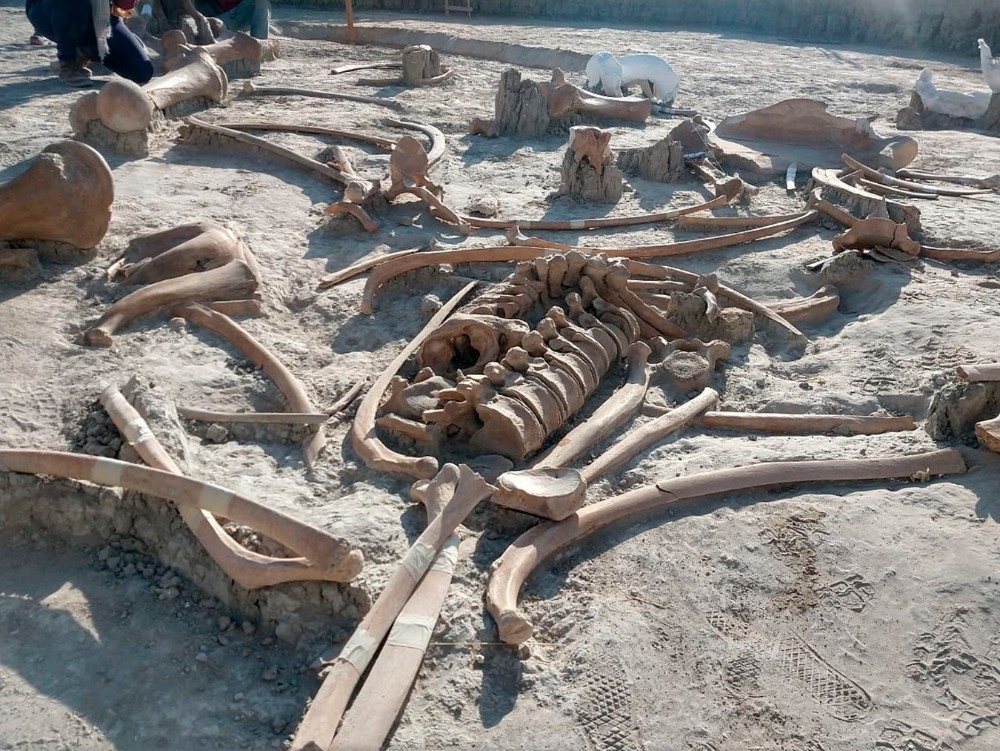mamuts esqueletos aeropuerto Mexico