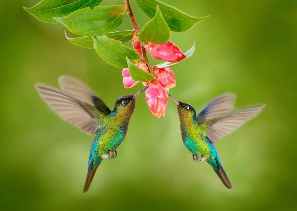 colibríes en Honduras