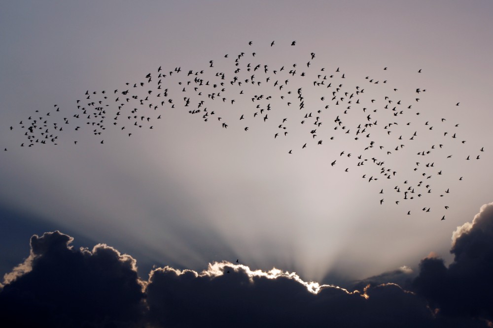 bandada de aves migratorias