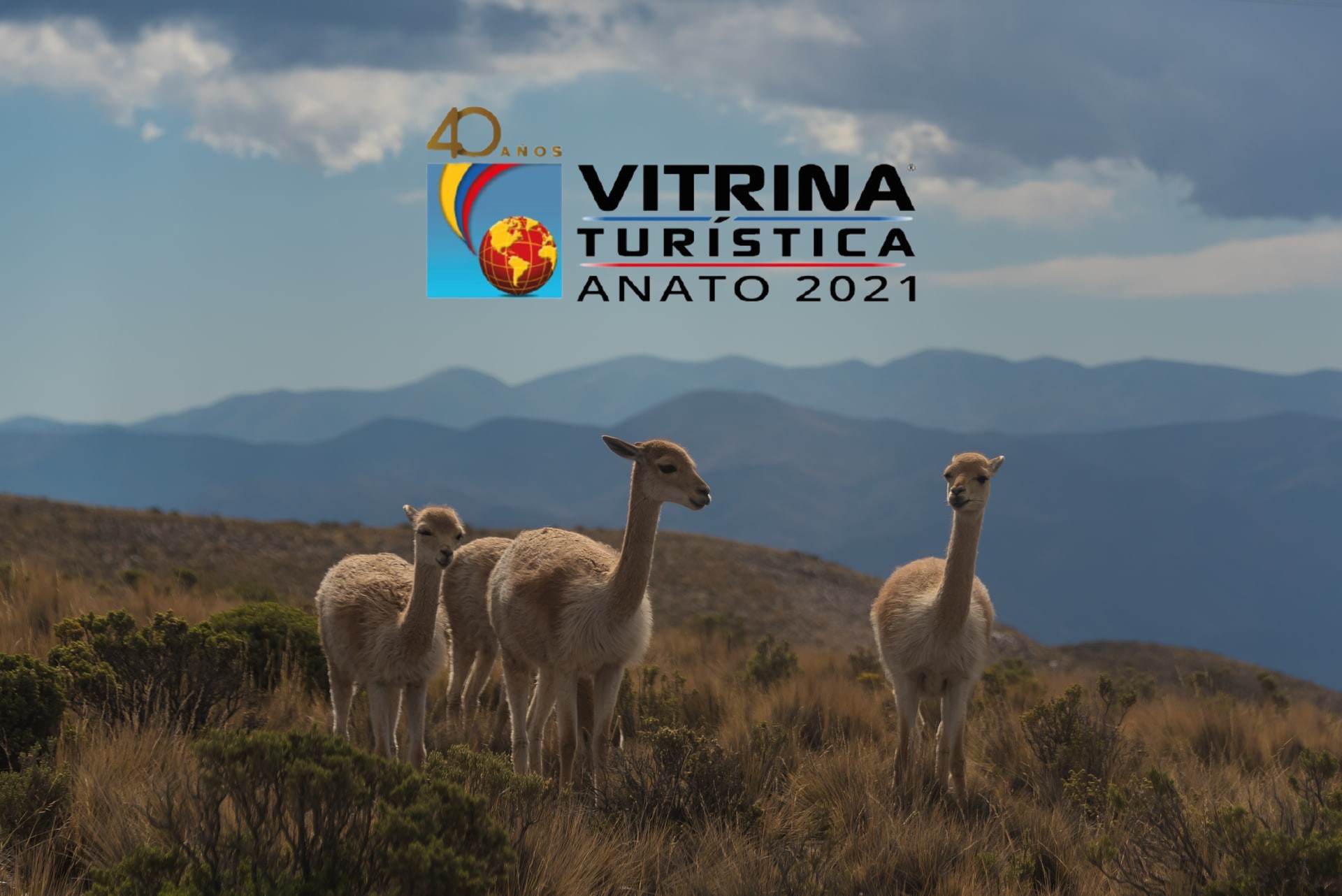 tres llamas en la Patagonia y el logo de ANATO 2021 arriba