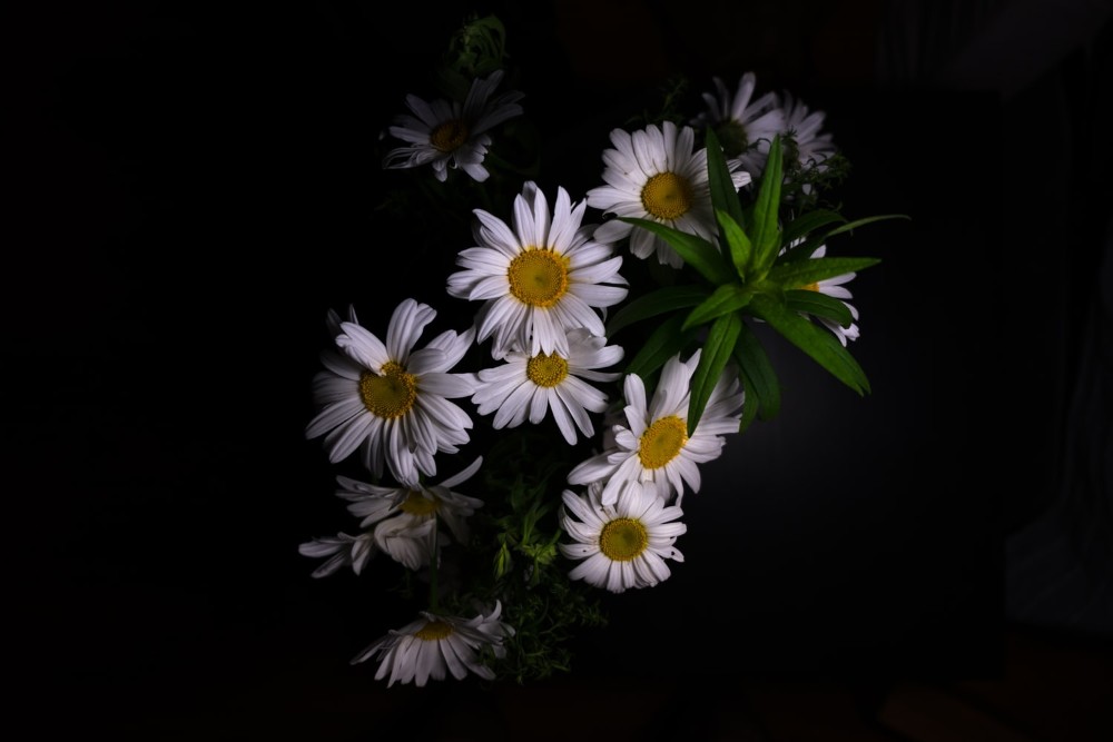 flores de manzanilla sobre fondo oscuro