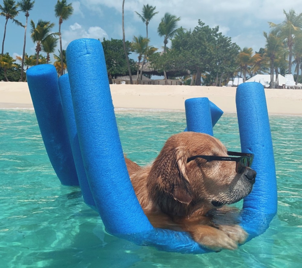 perro en el agua, temporada baja en el Caribe