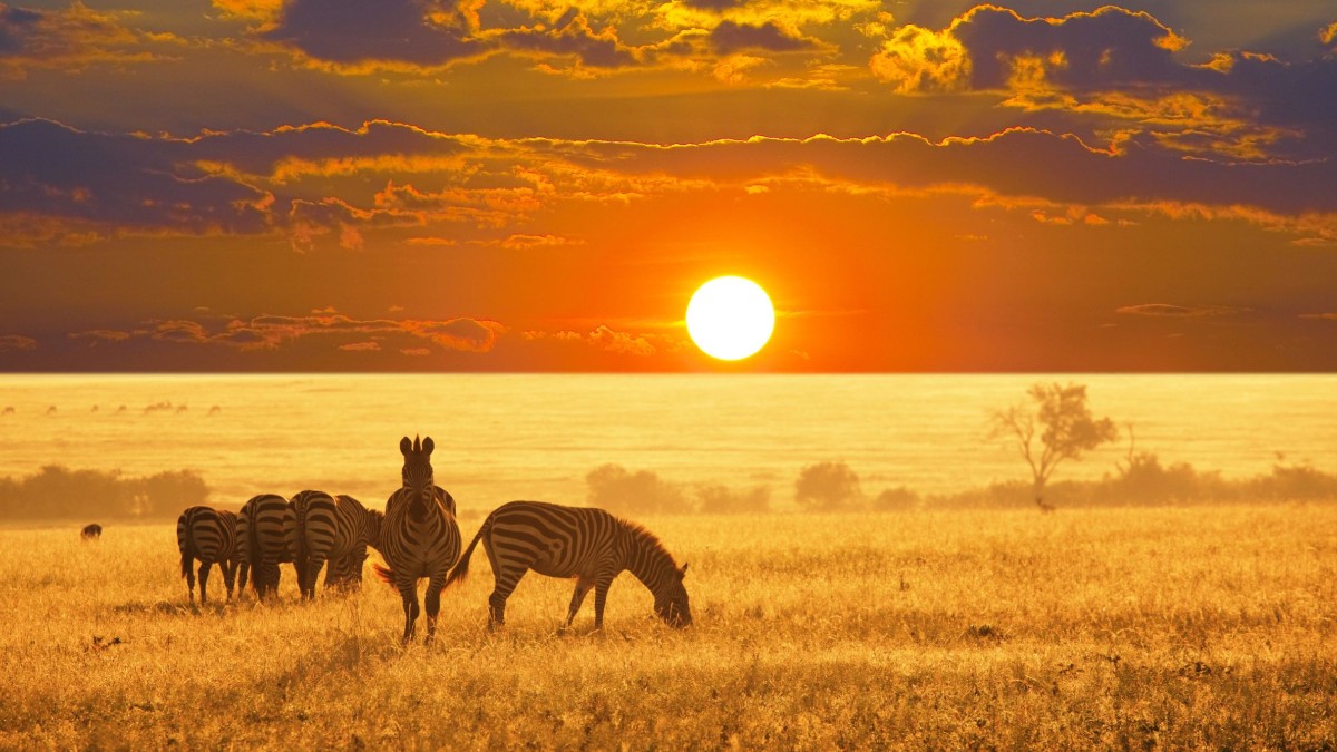 Los 5 Mejores Parque Nacionales De África Para Un Safari Fotográfico