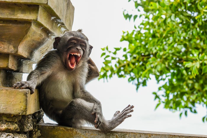 "Macaque Striking a Pose" by Luis Martí