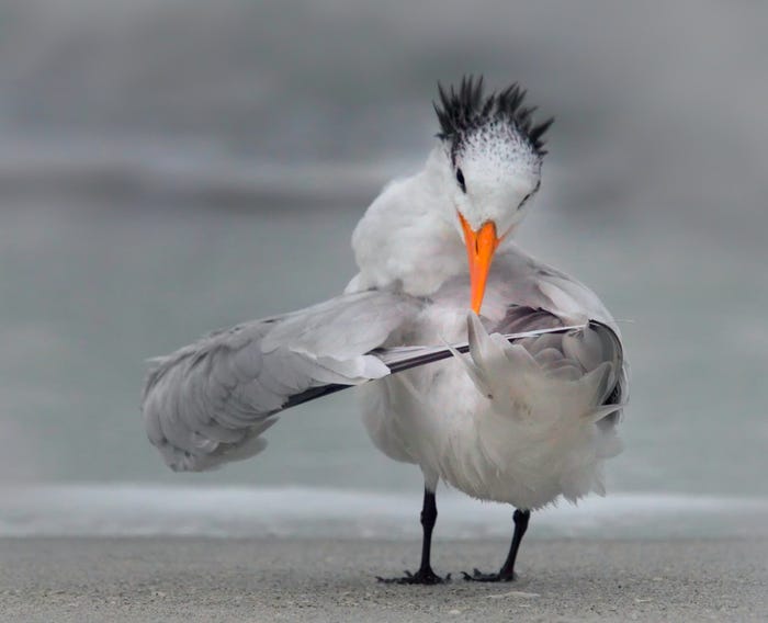"Tern Tuning Its Wings" by Daniele D'Ermo