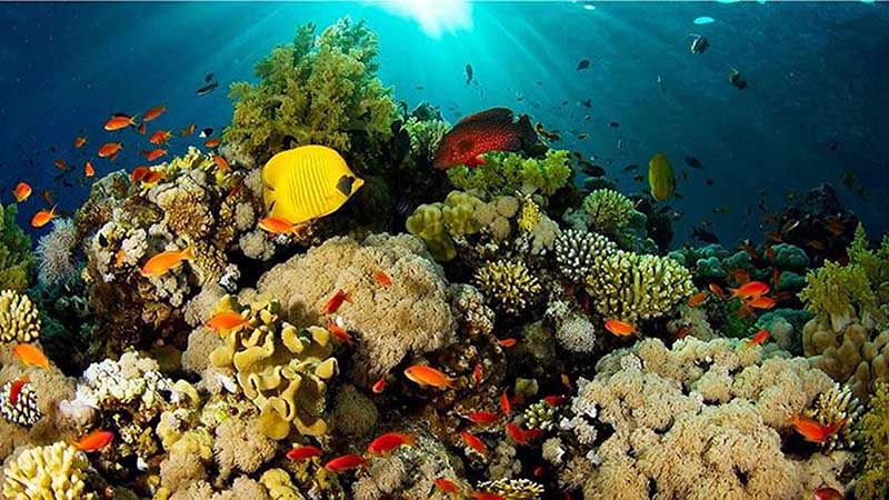 ONU denuncia pérdida de arrecifes de coral en el mundo