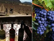 Argentina: Promoverán ruta turística del Vino, Manzanas y Dinosaurios