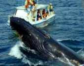 República Dominicana: Crece afluencia de turistas para observación de ballenas jorobadas en Samaná