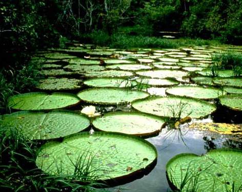 Ecuador: Buscan convertir a la Amazonia en un nuevo  multidestino de turismo sostenible