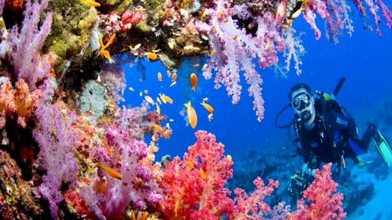 Crearán arrecife artificial más grande del mundo como atractivo para turistas