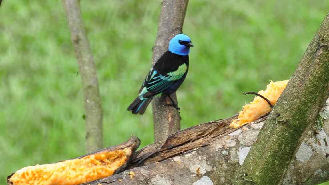 Avistamiento de aves, nueva iniciativa turística colombiana