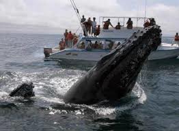 República Dominicana: Se inicia temporada de avistamiento de ballenas jorobadas con inauguración de un centro de observación  