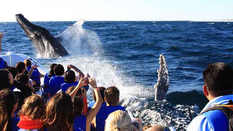 Baja California recibe ballenas grises