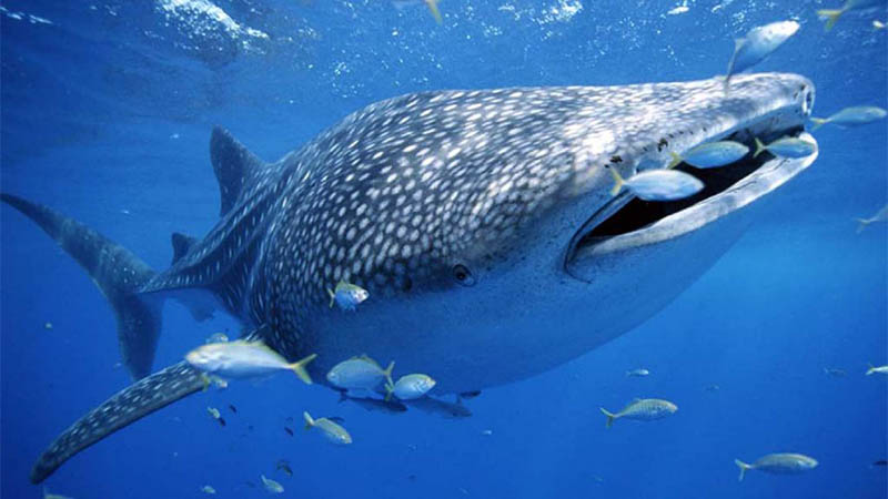 ¡Cuidado: avistamiento de tiburón ballena!