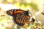 México: Esperan que unos 160 mil turistas visiten santuarios de mariposa monarca en Michoacán